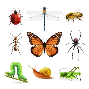 Les Insectes