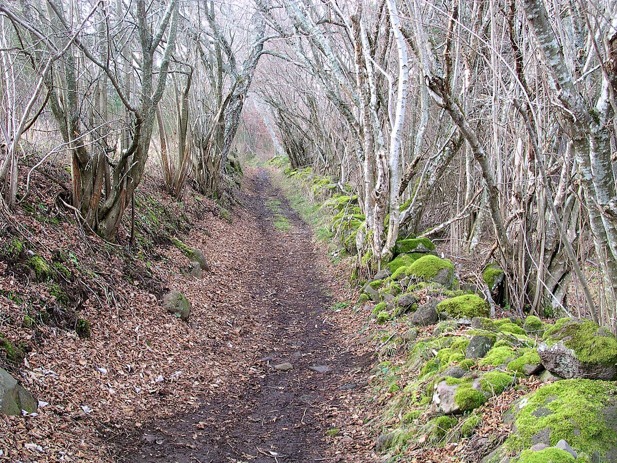 un sentier