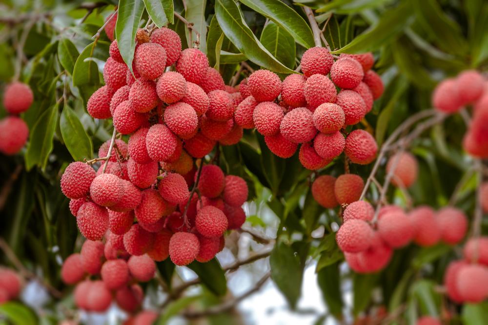 le litchi