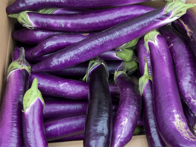 l’aubergine violette