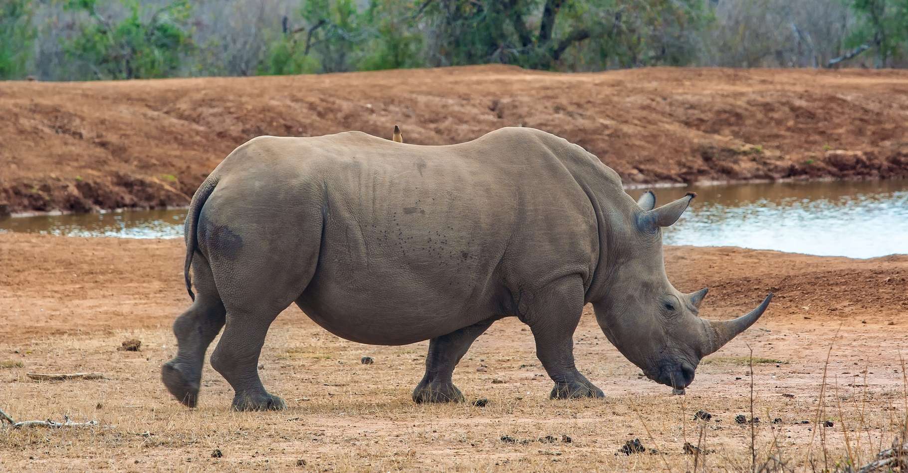 un rhinocéros