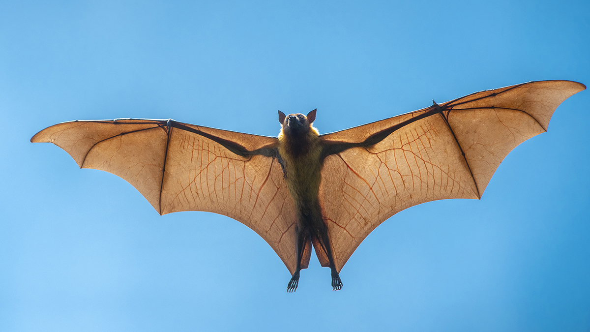 une chauve-souris