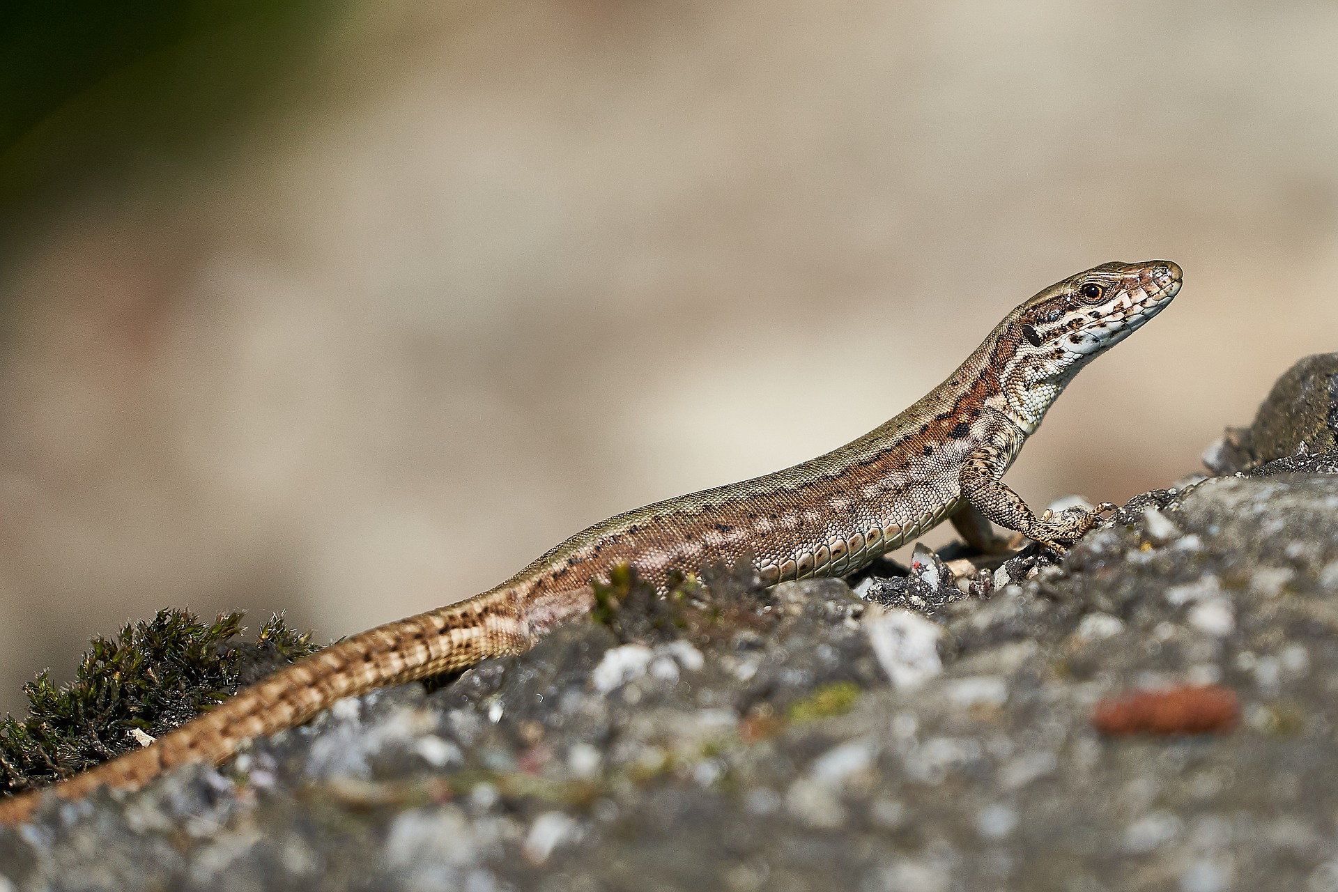 un lézard