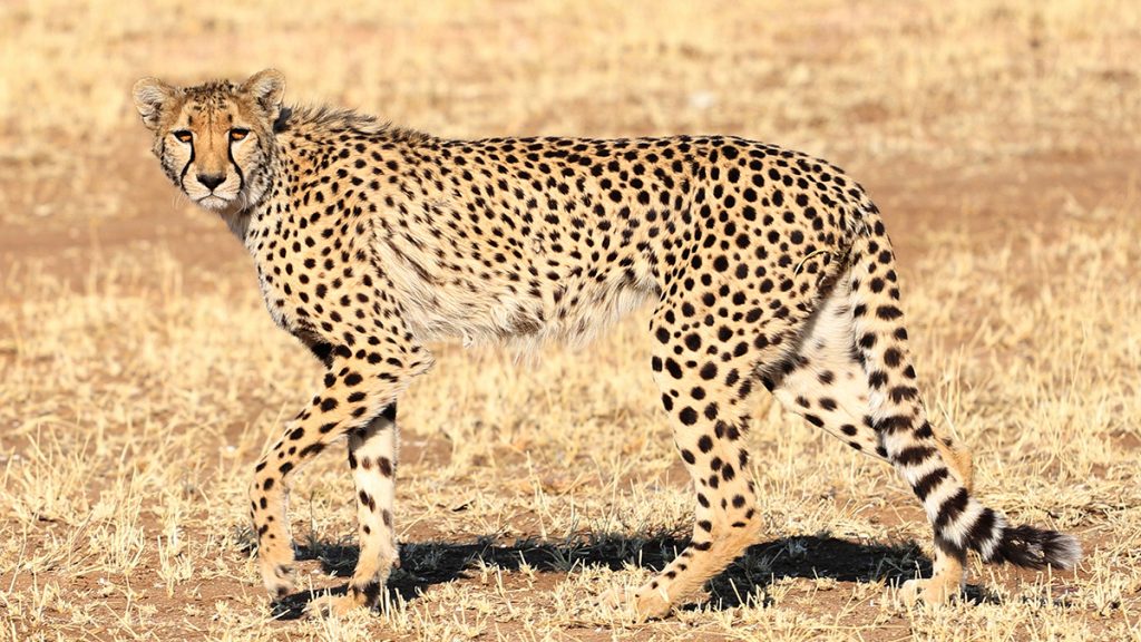 un guépard