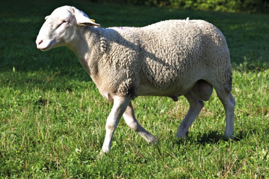 une brebis