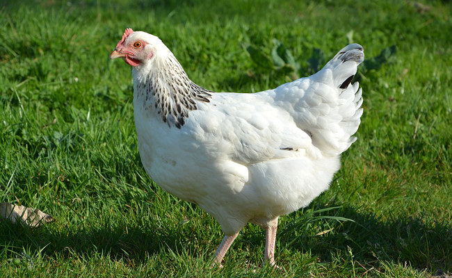 une poule