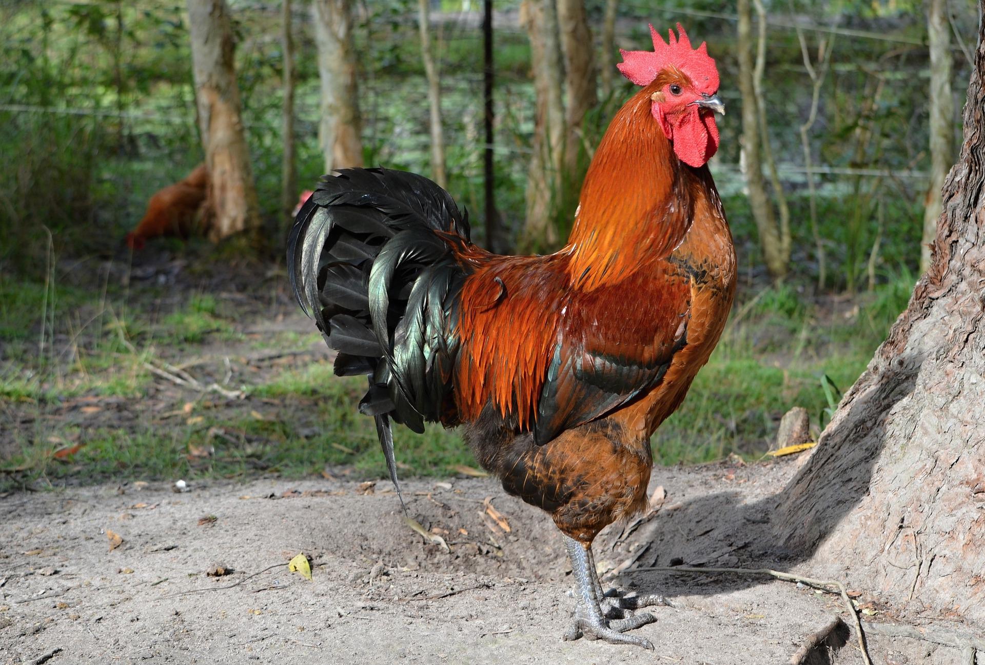 un coq