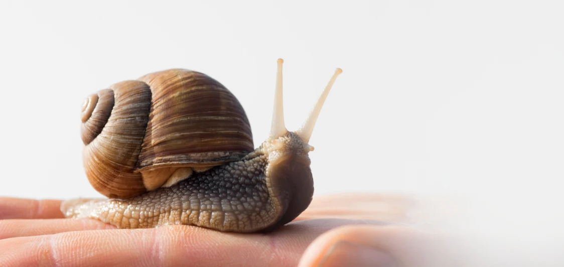 un escargot